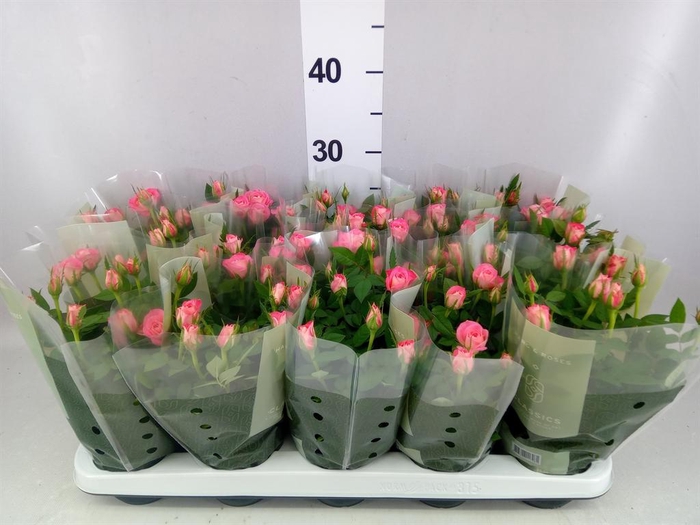 <h4>Rosa  'Fame Kordana'</h4>
