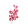 Vanda Orchid Pink Light