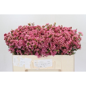 CHAME SARAHS DELIGHT