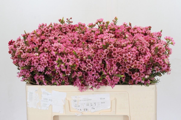 <h4>CHAME SARAHS DELIGHT</h4>