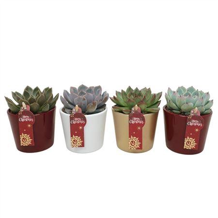<h4>Echeveria Mix In 9 Cm Kerst Potje (3 Assorti) A2</h4>