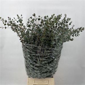 Euca Gunny 300gr P Bunch