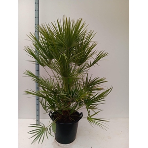 CHAM HUMILIS