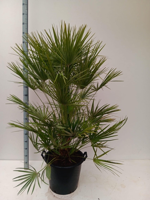 <h4>CHAM HUMILIS</h4>