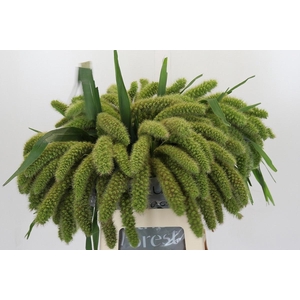 SETARIA IT VOLL MELK