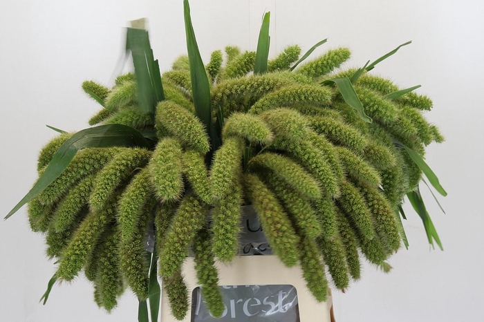 <h4>SETARIA IT VOLL MELK</h4>