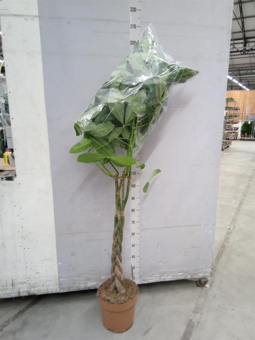 <h4>Pachira aquatica</h4>