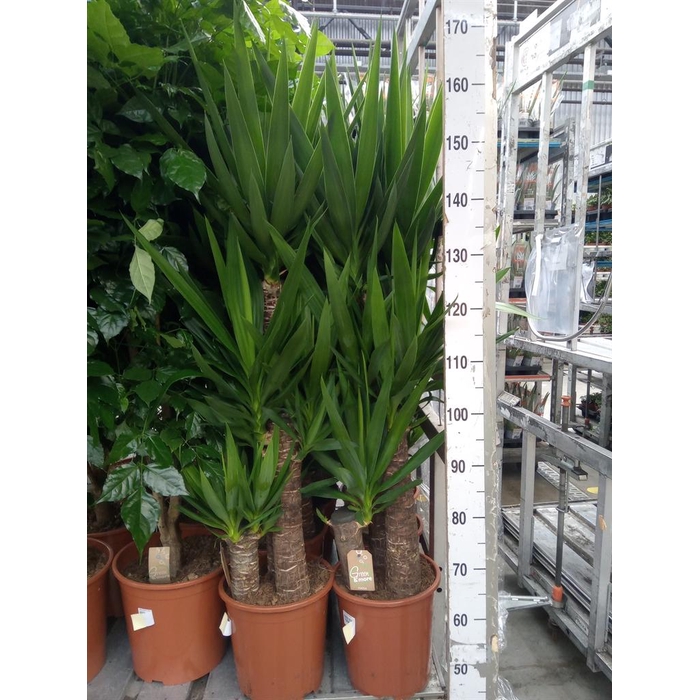 <h4>Yucca elephantipes   ...</h4>