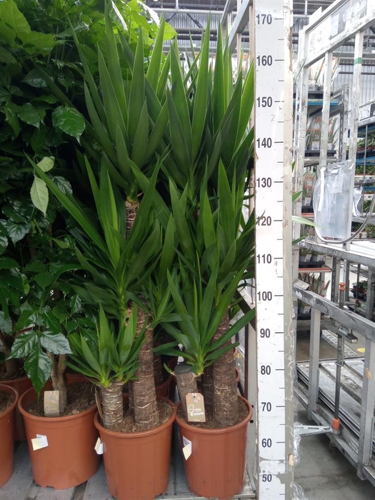 Yucca elephantipes   ...