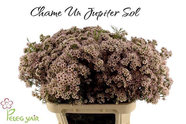 <h4>CHAME UN JUPITER SOL</h4>