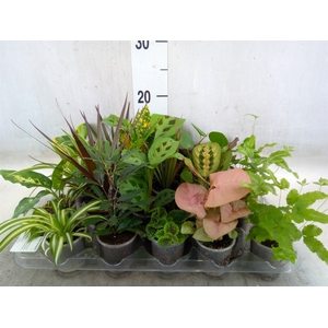 Planten Groen   ...mix  8