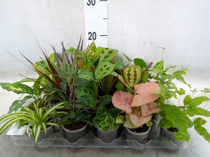 <h4>Planten Groen   ...mix  8</h4>