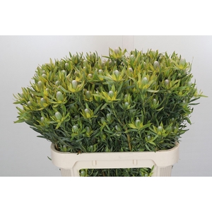 Leucadendron Pisa Spray