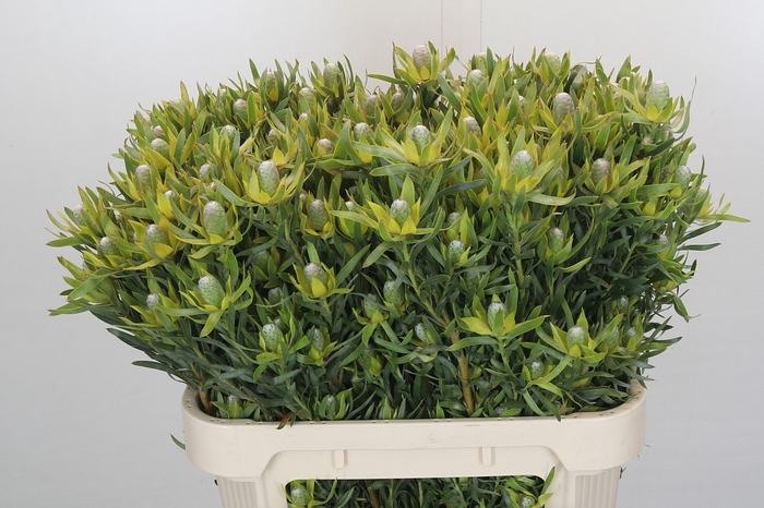 <h4>Leucadendron Pisa Spray</h4>