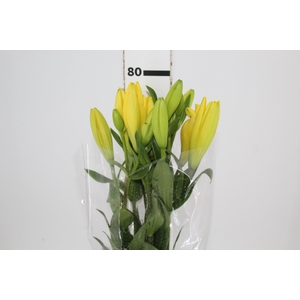 LIRIO NASHIVELLE 080 CM HA 2/3 FLS