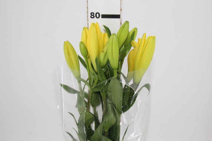 <h4>LIRIO NASHIVELLE 080 CM HA 2/3 FLS</h4>