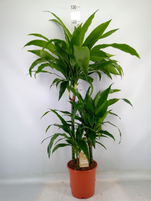 <h4>Dracaena frag. 'Janet Craig'</h4>