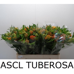 ASCL TUBEROSA