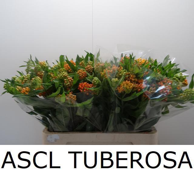 <h4>ASCL TUBEROSA</h4>