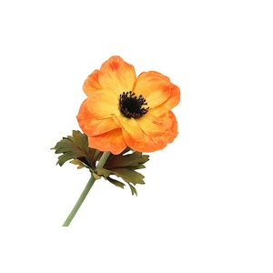 Anemone Orange