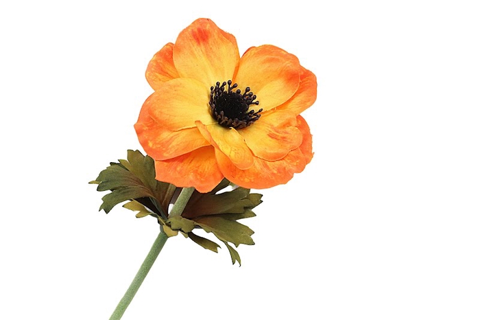 <h4>Anemone Orange</h4>