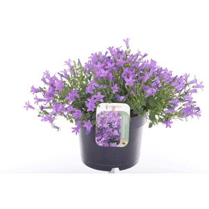 Campanula port. Campala Iris