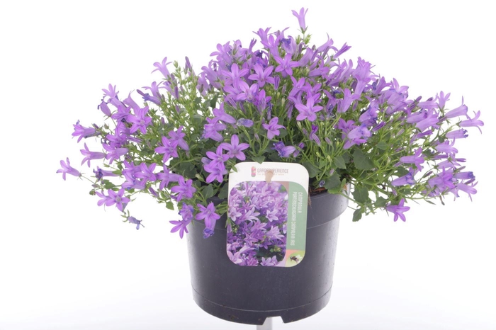 <h4>Campanula port. Campala Iris</h4>