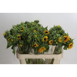 Helianthus Orange Fire