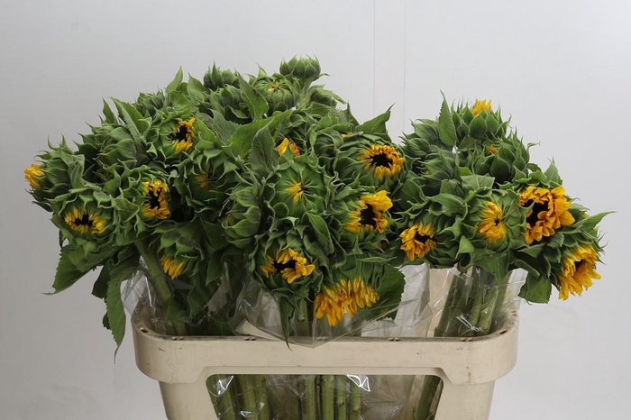 <h4>Helianthus Orange Fire</h4>