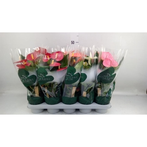 Anthurium   ...mix 4