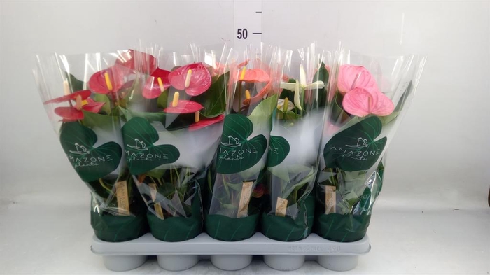 <h4>Anthurium ...mix 4</h4>