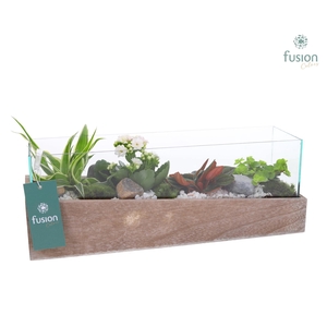 Aquarium Medium met Arrangement