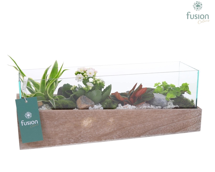 <h4>Aquarium Medium met Arrangement</h4>