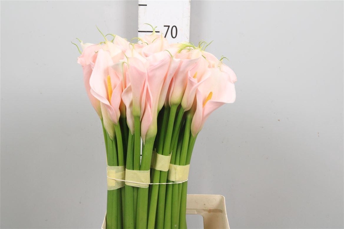 <h4>Zant Ae Eydolls Salmon</h4>