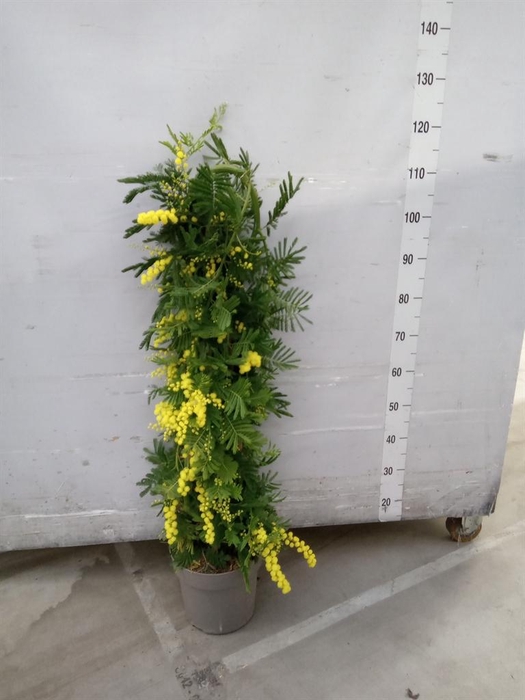 <h4>Acacia paradoxa</h4>