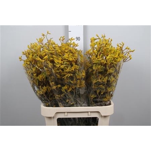 Anigoz Yellow