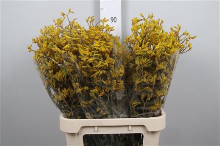 <h4>Anigoz Yellow</h4>