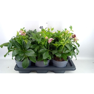 HELLEBORUS  PINK