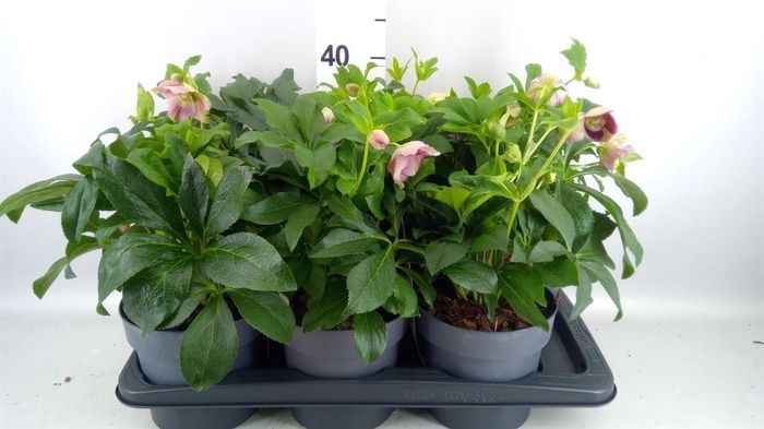 <h4>HELLEBORUS PINK</h4>