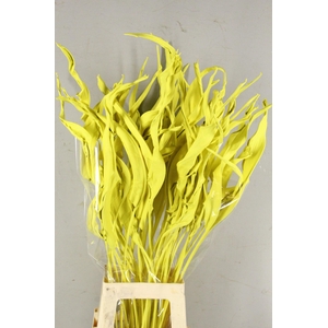 DF Strelitzia Leaf Yellow