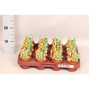 Bol op pot Narcis Jetfire