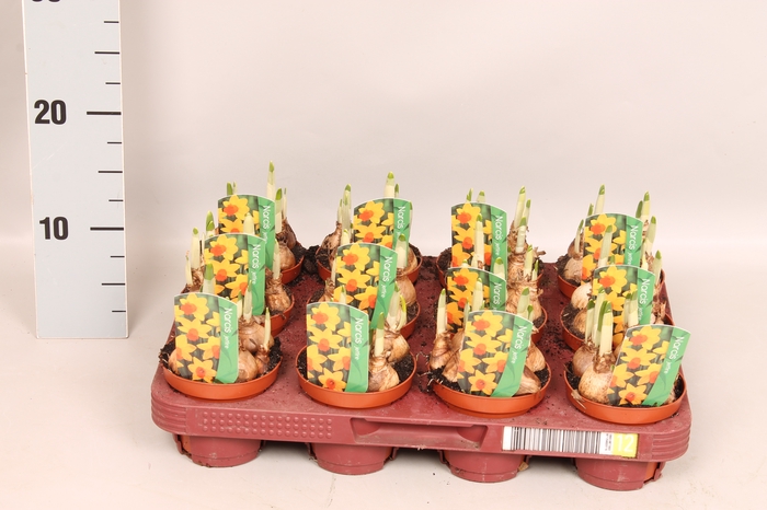 <h4>Bol op pot Narcis Jetfire</h4>