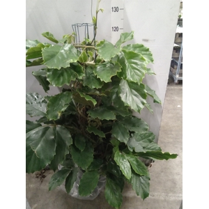 Tetrastigma voinierianum