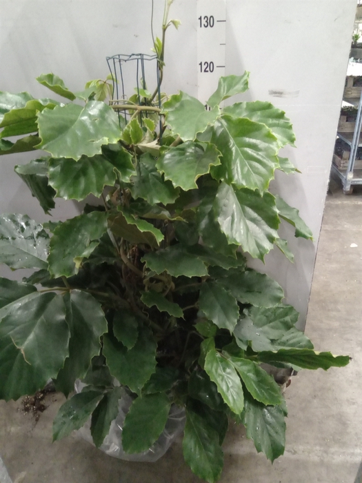 <h4>Tetrastigma voinierianum</h4>