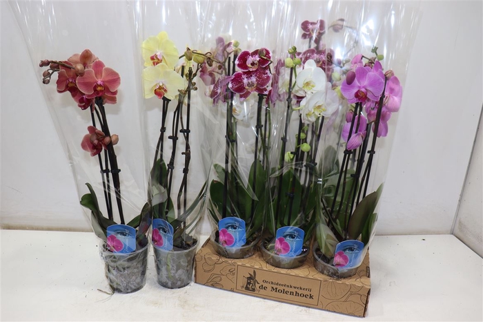 <h4>Phal Gem 4 Kl</h4>