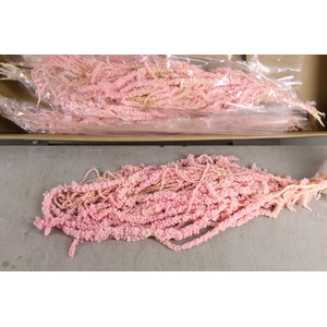 PF Amaranthus Hang L.Pink Bs
