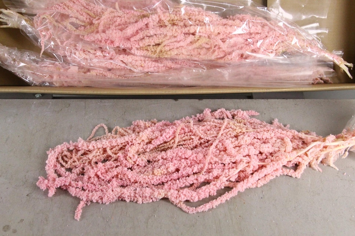 <h4>PF Amaranthus Hang L.Pink Bs</h4>