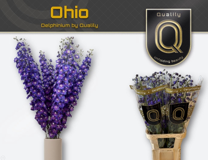 <h4>DELPH DU DELP OHIO</h4>