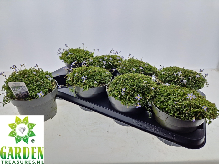 <h4>HOUST CAERULEA</h4>