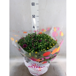 Chrysanthemum  'Skyfall'  ..mix